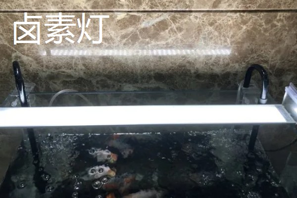 鱼缸里的灯要一直开吗,不用一直开