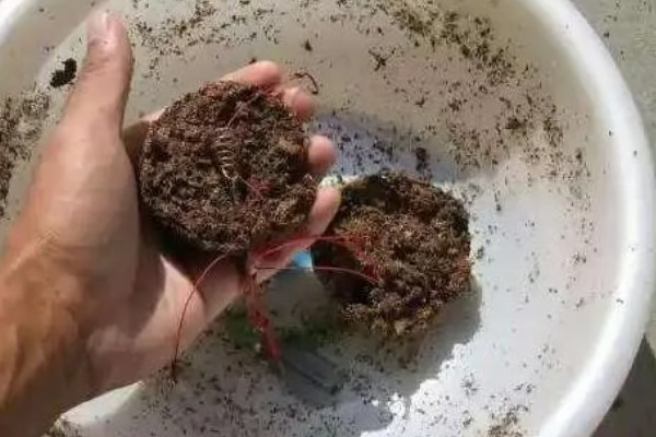 用蚯蚓土打窝可以吗,用蚯蚓土打窝效果好