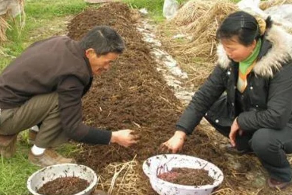 用蚯蚓土打窝可以吗,用蚯蚓土打窝效果好
