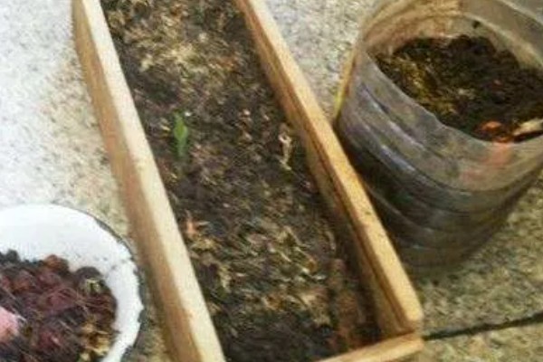用蚯蚓土打窝可以吗,用蚯蚓土打窝效果好