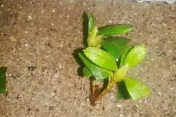 比利时杜鹃花怎么养殖,每次浇水都要浇透