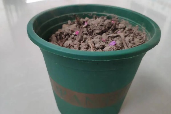 比利时杜鹃花怎么养殖,每次浇水都要浇透