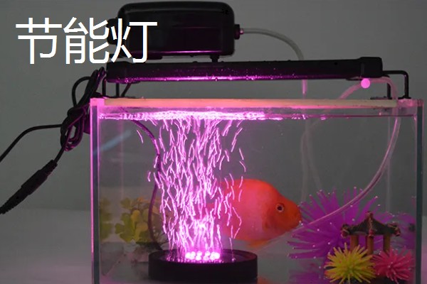 鱼缸里的灯要一直开吗,不用一直开