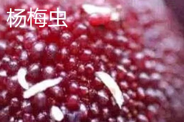 杨梅病虫害及防治方法，常见的有枝枯病、杨梅虫等