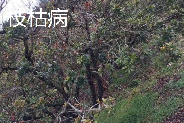 杨梅病虫害及防治方法，常见的有枝枯病、杨梅虫等