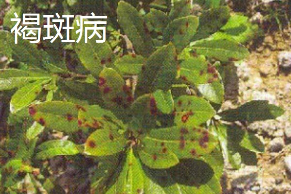 杨梅病虫害及防治方法，常见的有枝枯病、杨梅虫等