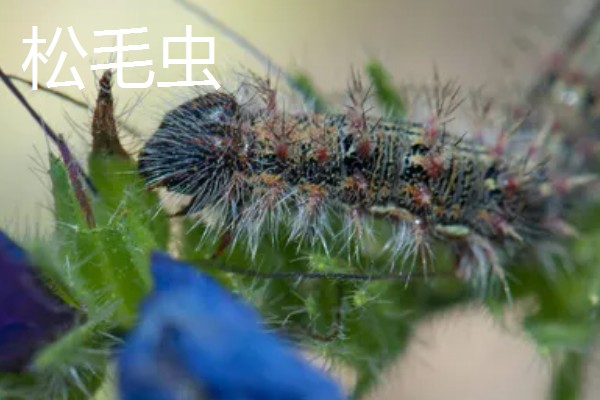 杨梅病虫害及防治方法，常见的有枝枯病、杨梅虫等