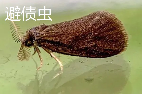 杨梅病虫害及防治方法，常见的有枝枯病、杨梅虫等