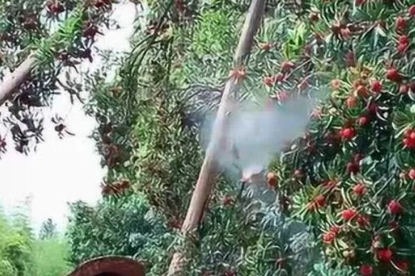 杨梅病虫害及防治方法，常见的有枝枯病、杨梅虫等