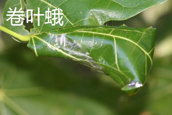 杨梅病虫害及防治方法，常见的有枝枯病、杨梅虫等