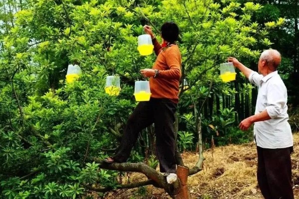 杨梅病虫害及防治方法，常见的有枝枯病、杨梅虫等