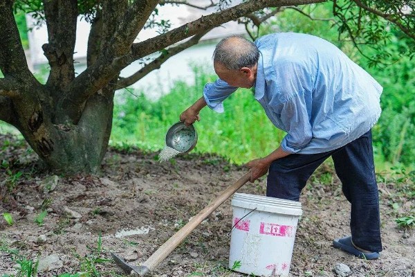 杨梅病虫害及防治方法，常见的有枝枯病、杨梅虫等
