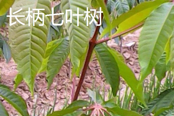 七叶树有什么作用，经济价值较高