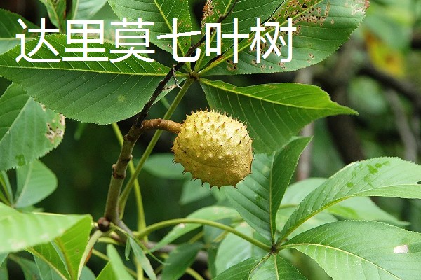 七叶树有什么作用，经济价值较高