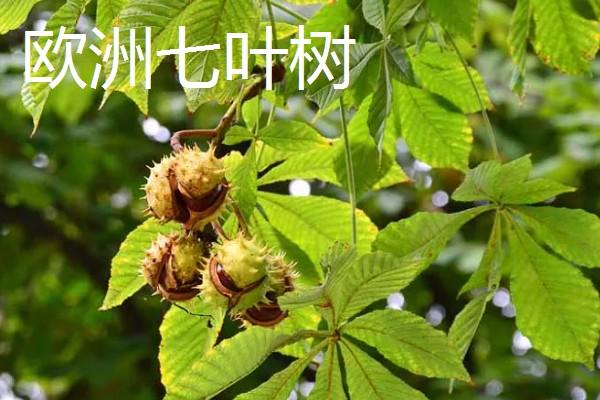 七叶树有什么作用，经济价值较高