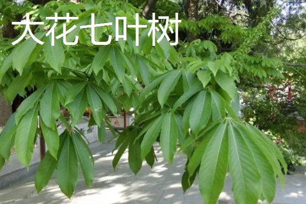 七叶树有什么作用，经济价值较高
