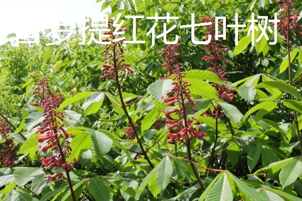 七叶树有什么作用，经济价值较高