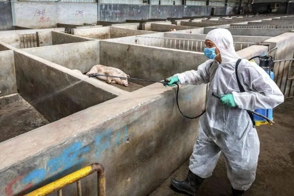 非洲猪瘟病毒的存活时间,取决于存在环境