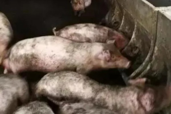 非洲猪瘟病毒的存活时间,取决于存在环境