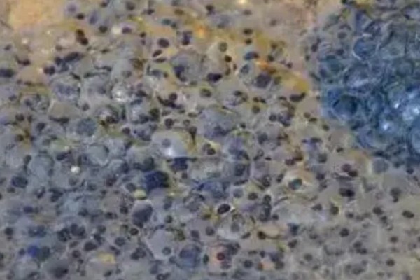 蟾蜍的简介，具有癞蛤蟆等别称