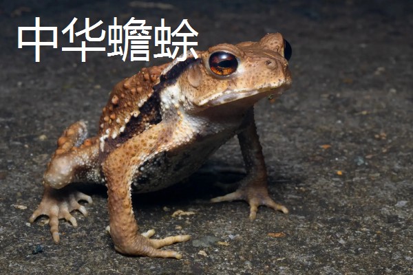 蟾蜍的简介，具有癞蛤蟆等别称