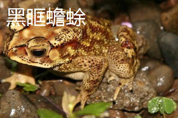 蟾蜍的简介，具有癞蛤蟆等别称