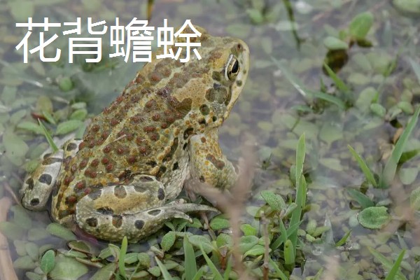 蟾蜍的简介，具有癞蛤蟆等别称