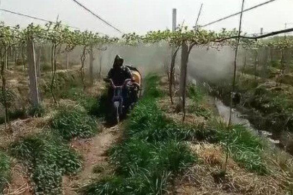 葡萄成熟掉粒用什么药,花期前后喷施硼砂