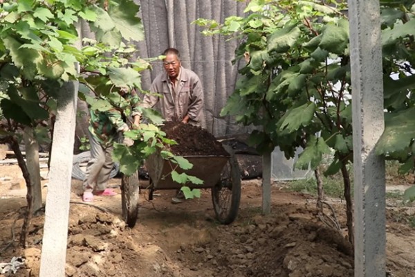 葡萄成熟掉粒用什么药,花期前后喷施硼砂