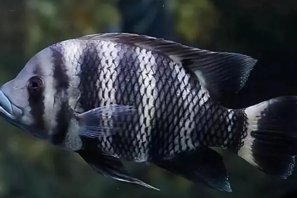 十间鱼能长多大，成年后体长可以达到20-30cm
