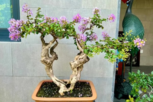 紫薇花的养殖方法，每隔2-3年换一次盆