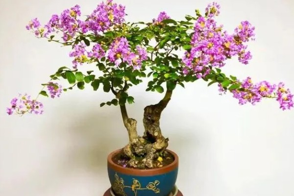 紫薇花的养殖方法，每隔2-3年换一次盆