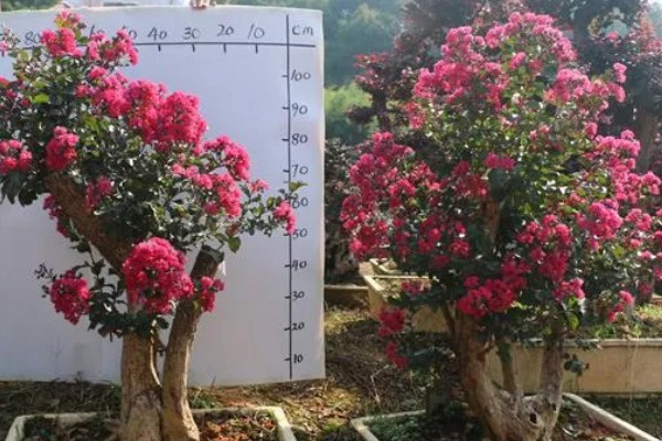 紫薇花的养殖方法，每隔2-3年换一次盆