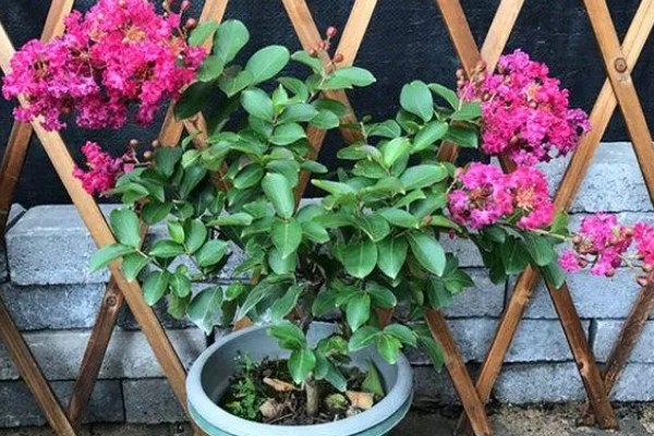 紫薇花的养殖方法，每隔2-3年换一次盆