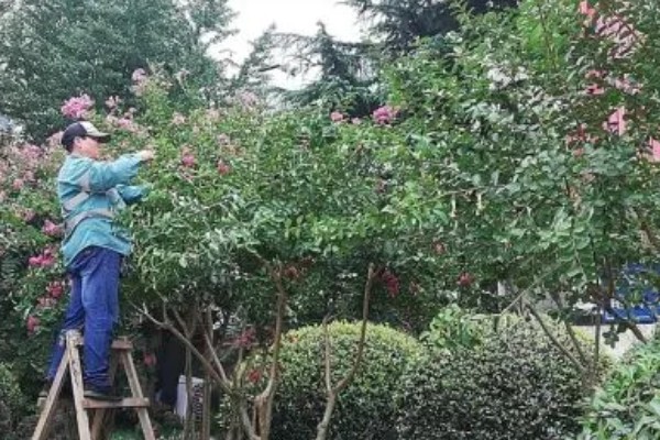 紫薇花的养殖方法，每隔2-3年换一次盆
