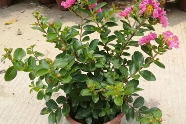 紫薇花的养殖方法，每隔2-3年换一次盆