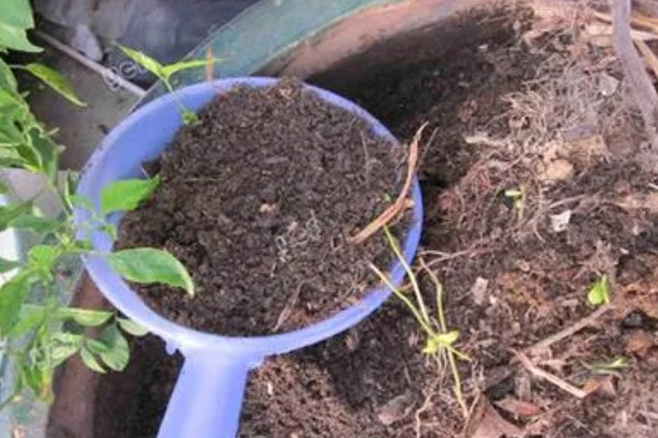 紫薇花的养殖方法，每隔2-3年换一次盆