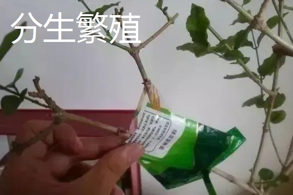 紫薇花的养殖方法，每隔2-3年换一次盆