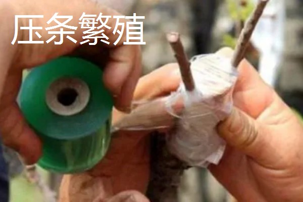 紫薇花的养殖方法，每隔2-3年换一次盆