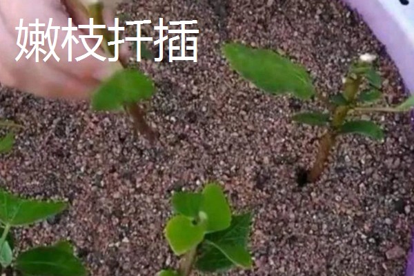 紫薇花的养殖方法，每隔2-3年换一次盆