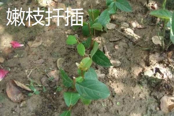 紫薇花的养殖方法，每隔2-3年换一次盆