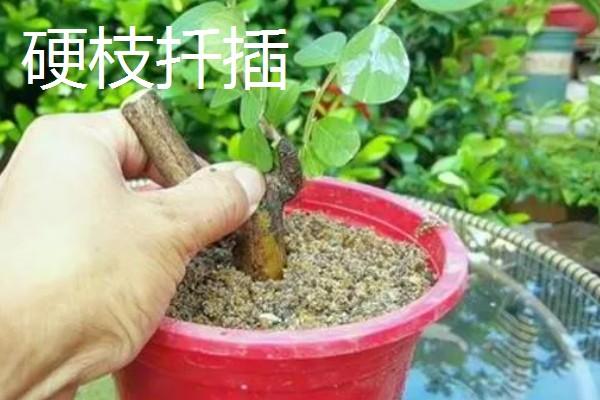 紫薇花的养殖方法，每隔2-3年换一次盆