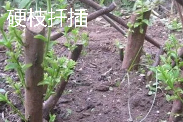 紫薇花的养殖方法，每隔2-3年换一次盆