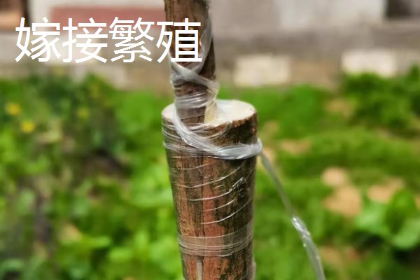 紫薇花的养殖方法，每隔2-3年换一次盆