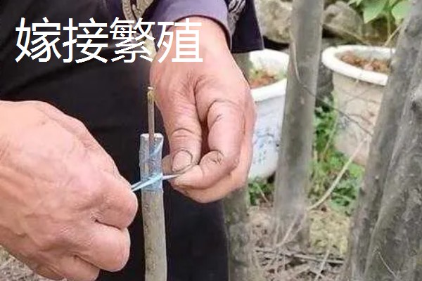 紫薇花的养殖方法，每隔2-3年换一次盆