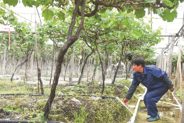 葡萄成熟掉粒用什么药,花期前后喷施硼砂