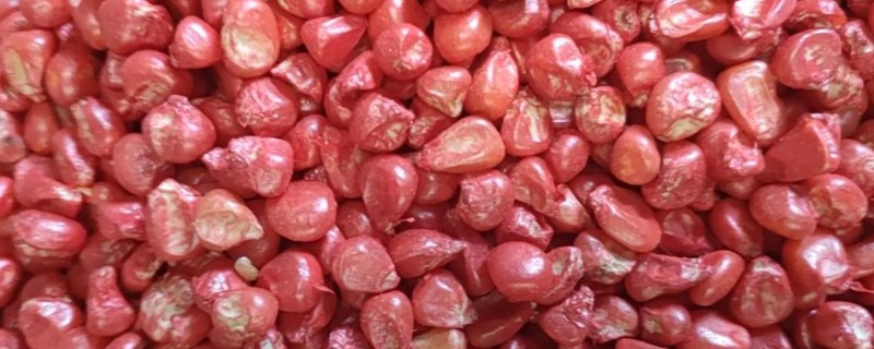 玉米种子要包衣的原因，能起到防治病虫害、促进生根发芽等效果