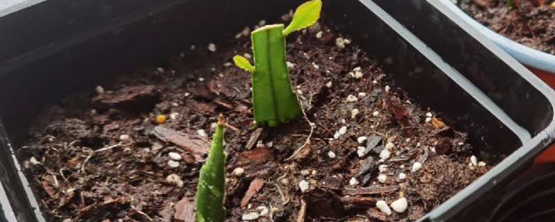 昙花的扦插方法，要挑选健壮且长势良好的枝条扦插