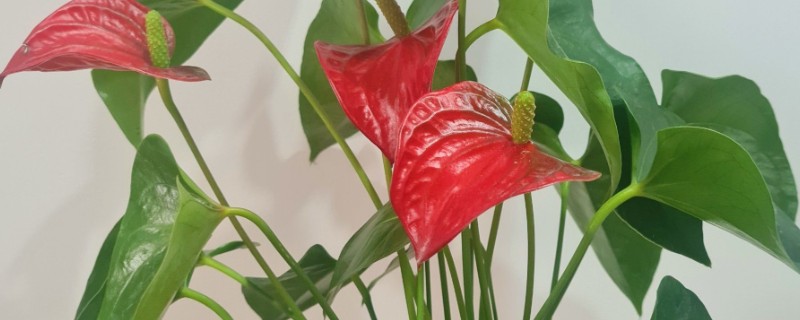 红掌可以吸收甲醛吗，对吸收甲醛具有良好效果