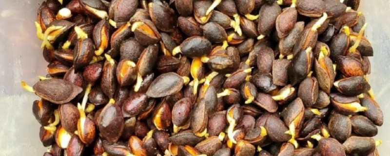 松子发芽了能不能吃，生松子仁发芽后不可以食用
